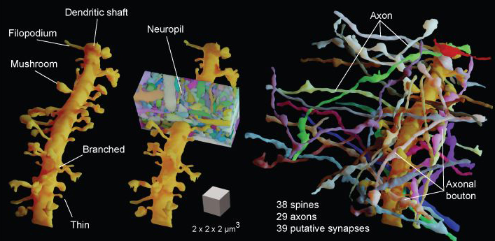 Biomaterial Injection Combines T Cell and Cancer Vaccine Treatments